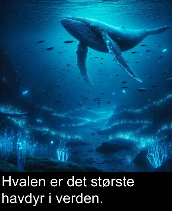verden: Hvalen er det største havdyr i verden.