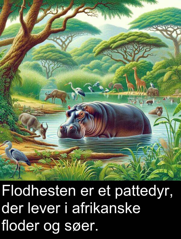 floder: Flodhesten er et pattedyr, der lever i afrikanske floder og søer.