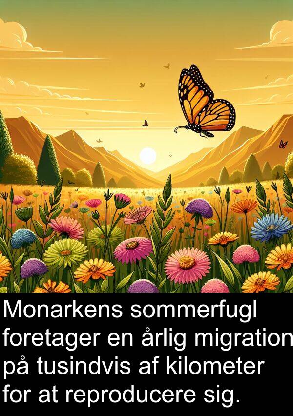 kilometer: Monarkens sommerfugl foretager en årlig migration på tusindvis af kilometer for at reproducere sig.