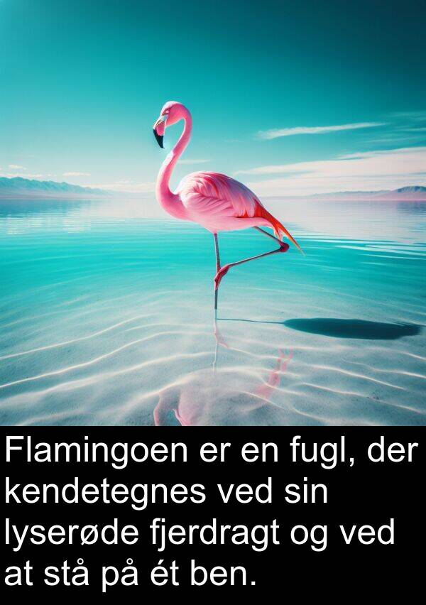 kendetegnes: Flamingoen er en fugl, der kendetegnes ved sin lyserøde fjerdragt og ved at stå på ét ben.