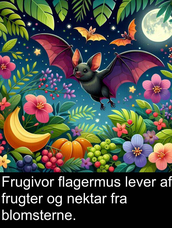 flagermus: Frugivor flagermus lever af frugter og nektar fra blomsterne.