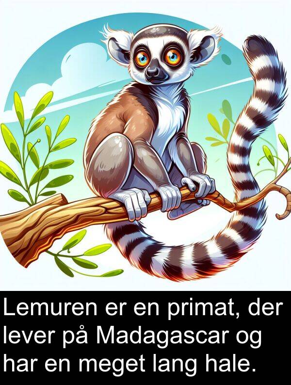 hale: Lemuren er en primat, der lever på Madagascar og har en meget lang hale.