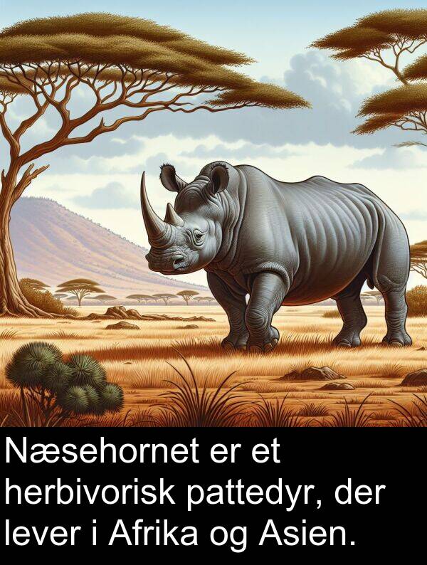 herbivorisk: Næsehornet er et herbivorisk pattedyr, der lever i Afrika og Asien.