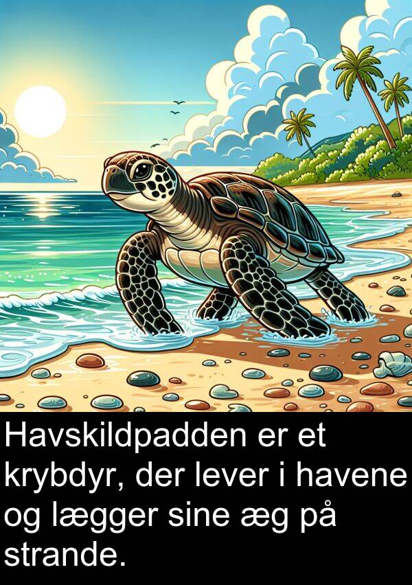 krybdyr: Havskildpadden er et krybdyr, der lever i havene og lægger sine æg på strande.