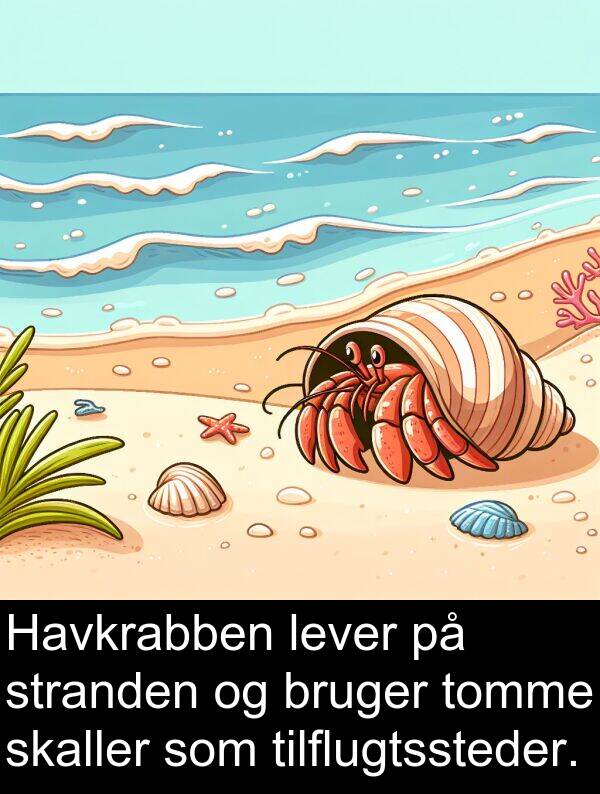 tomme: Havkrabben lever på stranden og bruger tomme skaller som tilflugtssteder.