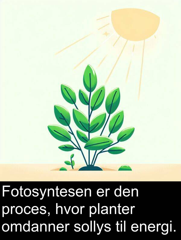 proces: Fotosyntesen er den proces, hvor planter omdanner sollys til energi.