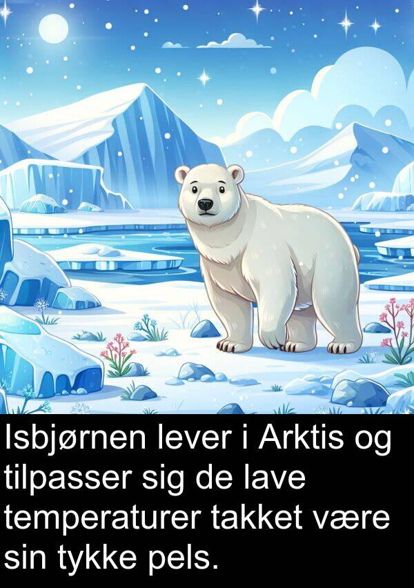 lave: Isbjørnen lever i Arktis og tilpasser sig de lave temperaturer takket være sin tykke pels.