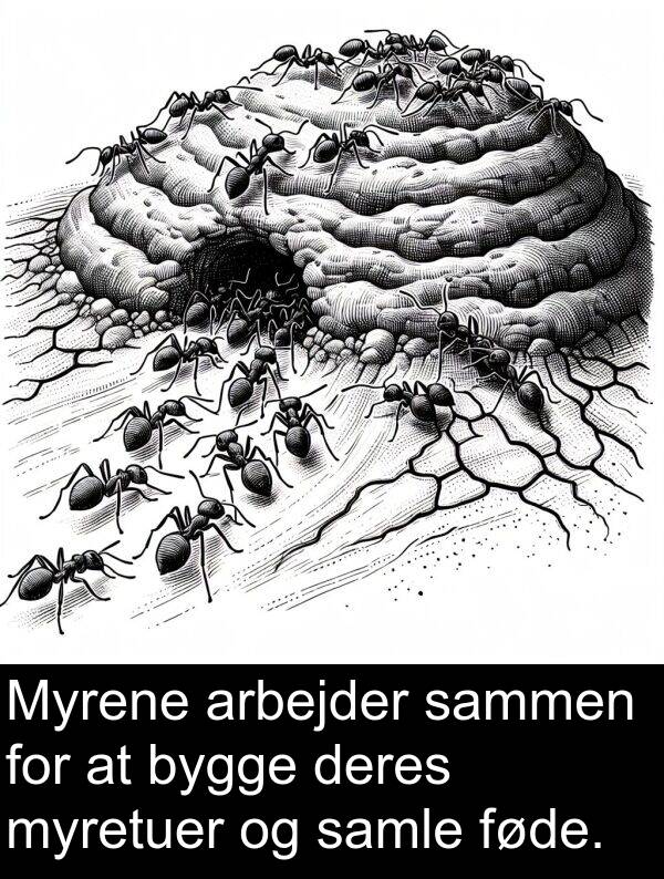 myretuer: Myrene arbejder sammen for at bygge deres myretuer og samle føde.