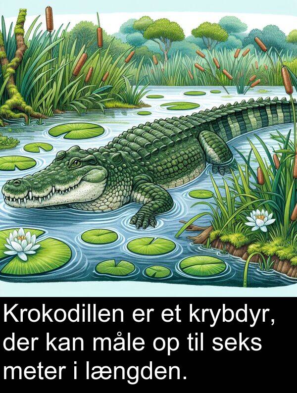 krybdyr: Krokodillen er et krybdyr, der kan måle op til seks meter i længden.