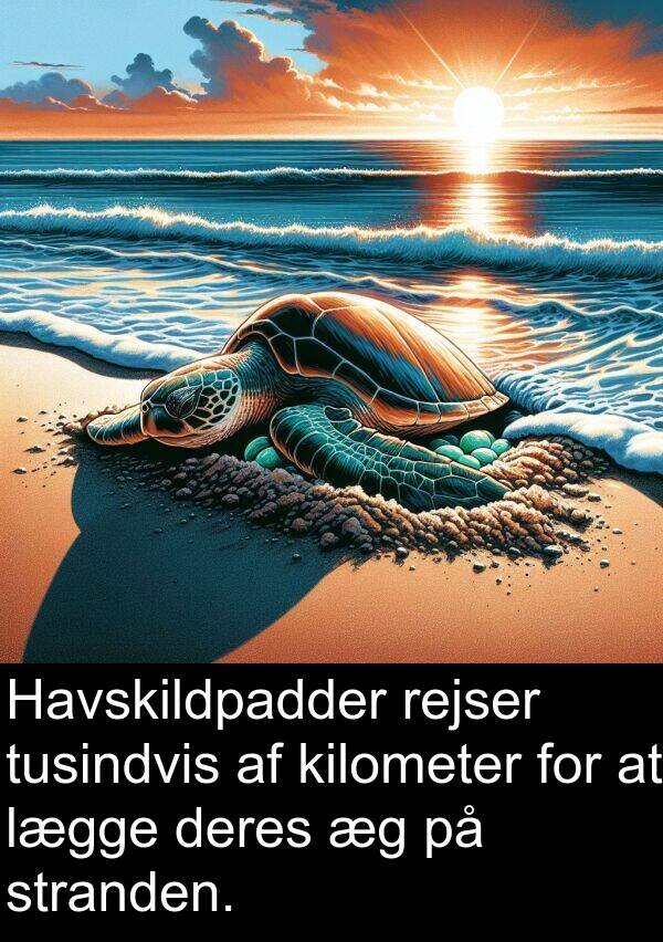 kilometer: Havskildpadder rejser tusindvis af kilometer for at lægge deres æg på stranden.