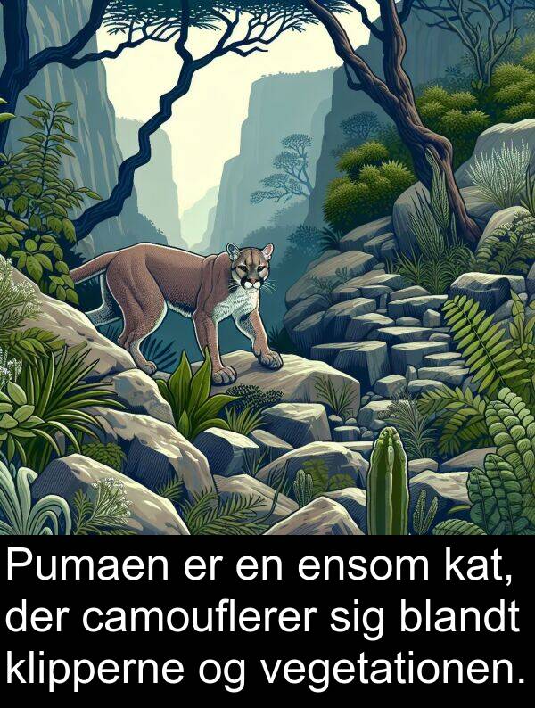 kat: Pumaen er en ensom kat, der camouflerer sig blandt klipperne og vegetationen.
