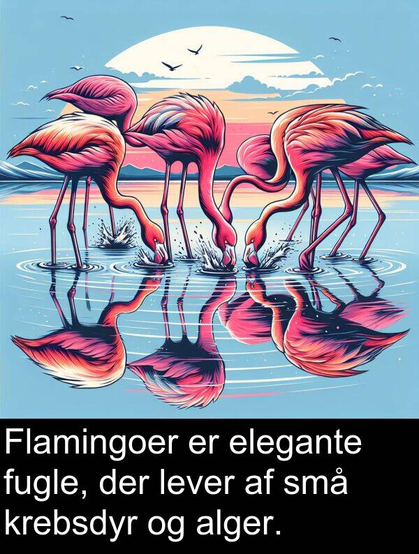 fugle: Flamingoer er elegante fugle, der lever af små krebsdyr og alger.