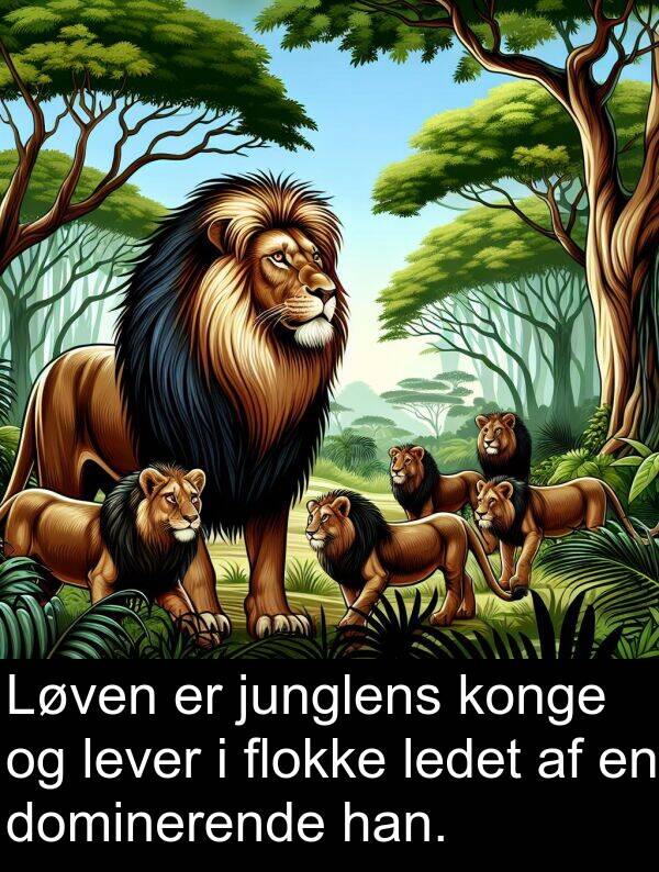 konge: Løven er junglens konge og lever i flokke ledet af en dominerende han.