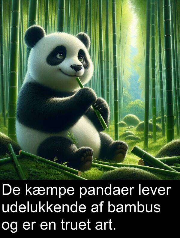 kæmpe: De kæmpe pandaer lever udelukkende af bambus og er en truet art.