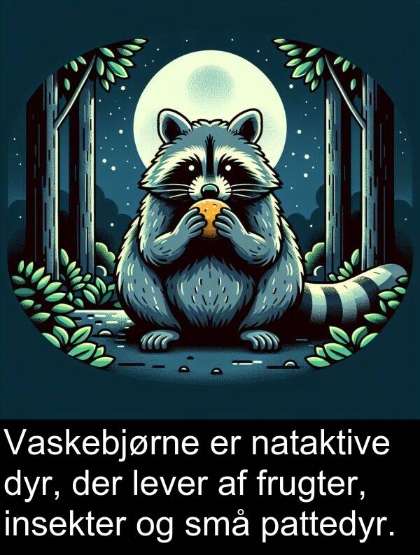 frugter: Vaskebjørne er nataktive dyr, der lever af frugter, insekter og små pattedyr.