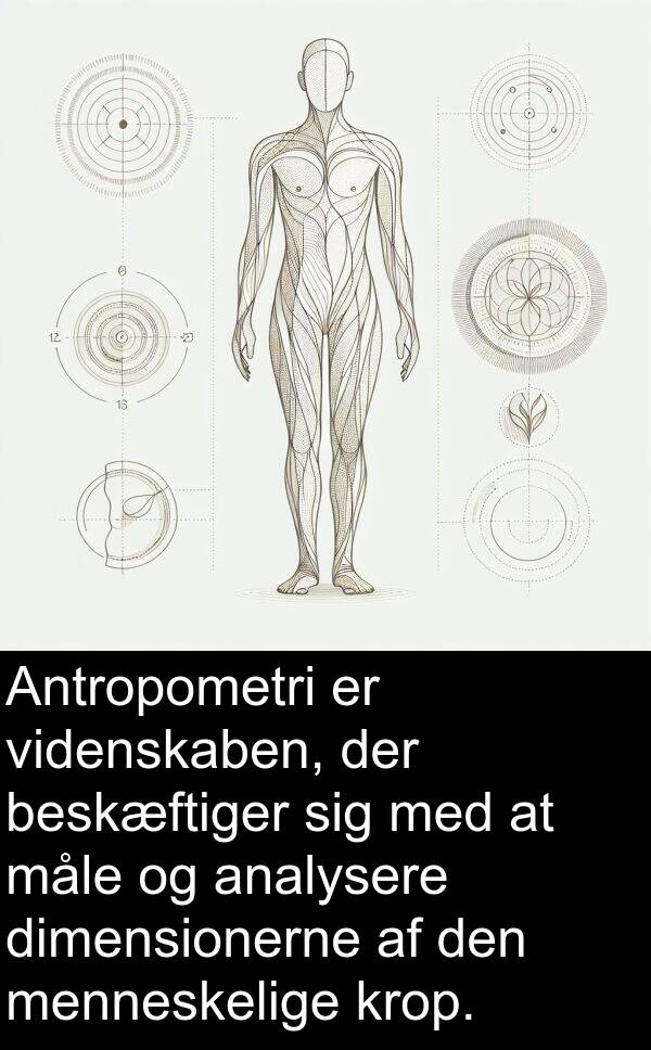 krop: Antropometri er videnskaben, der beskæftiger sig med at måle og analysere dimensionerne af den menneskelige krop.