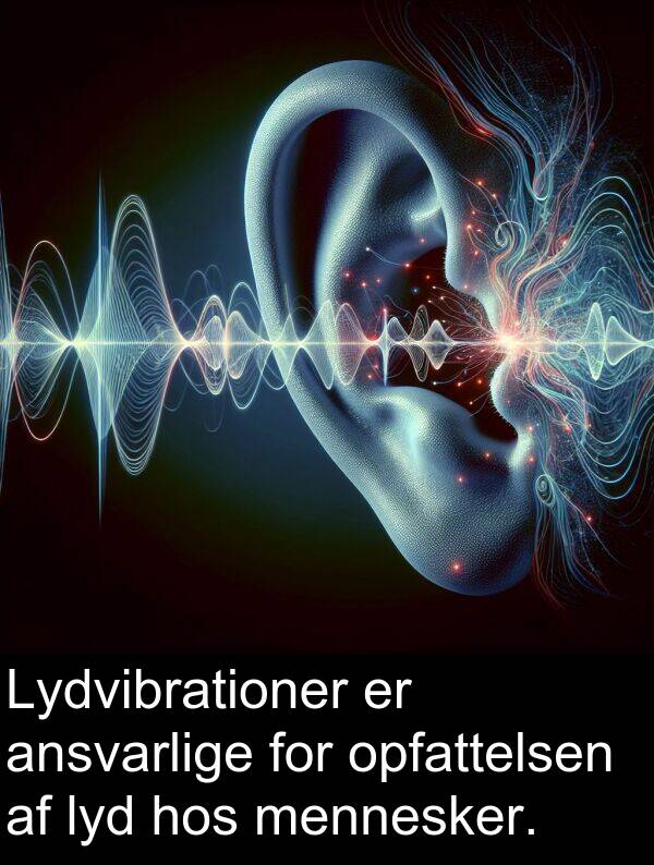 hos: Lydvibrationer er ansvarlige for opfattelsen af lyd hos mennesker.