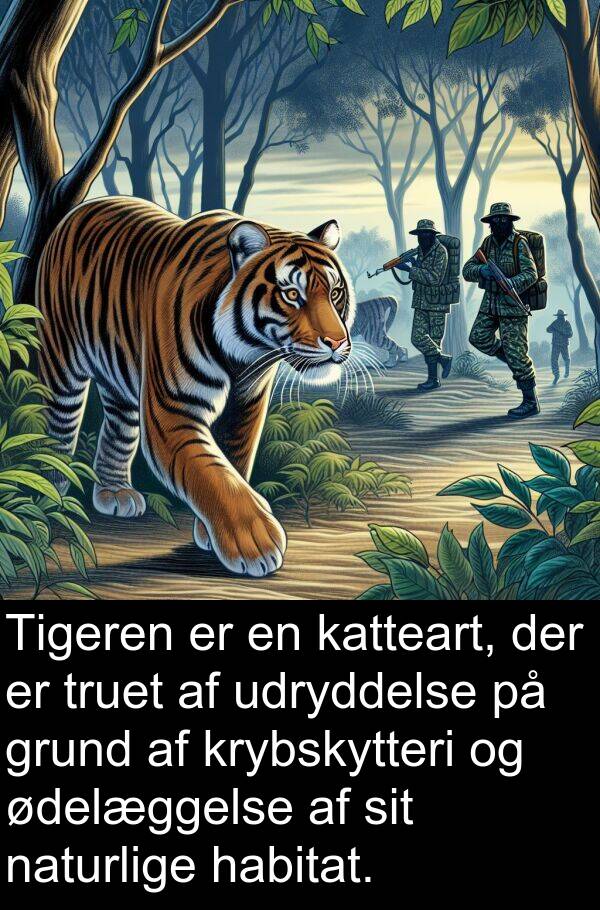 katteart: Tigeren er en katteart, der er truet af udryddelse på grund af krybskytteri og ødelæggelse af sit naturlige habitat.