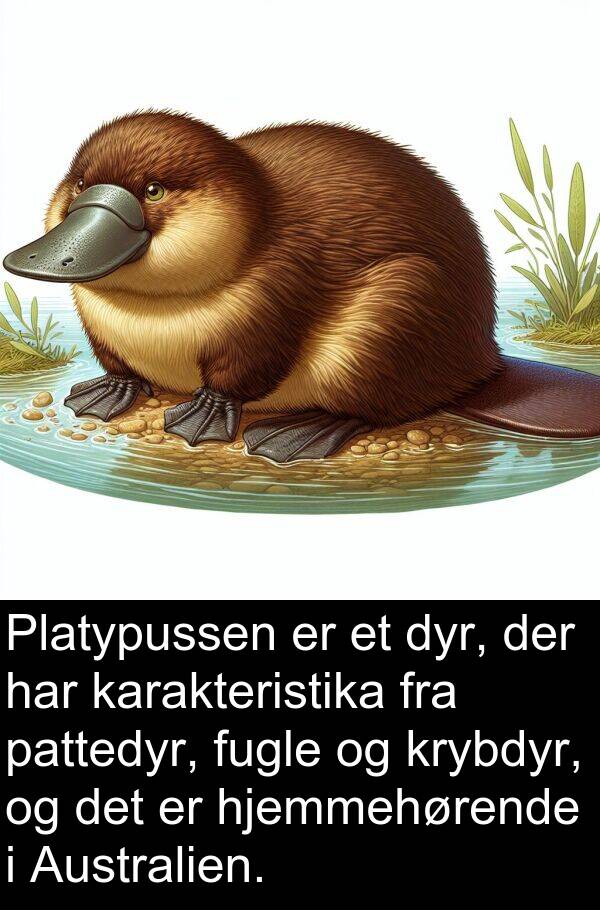 krybdyr: Platypussen er et dyr, der har karakteristika fra pattedyr, fugle og krybdyr, og det er hjemmehørende i Australien.