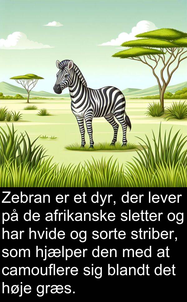 hjælper: Zebran er et dyr, der lever på de afrikanske sletter og har hvide og sorte striber, som hjælper den med at camouflere sig blandt det høje græs.