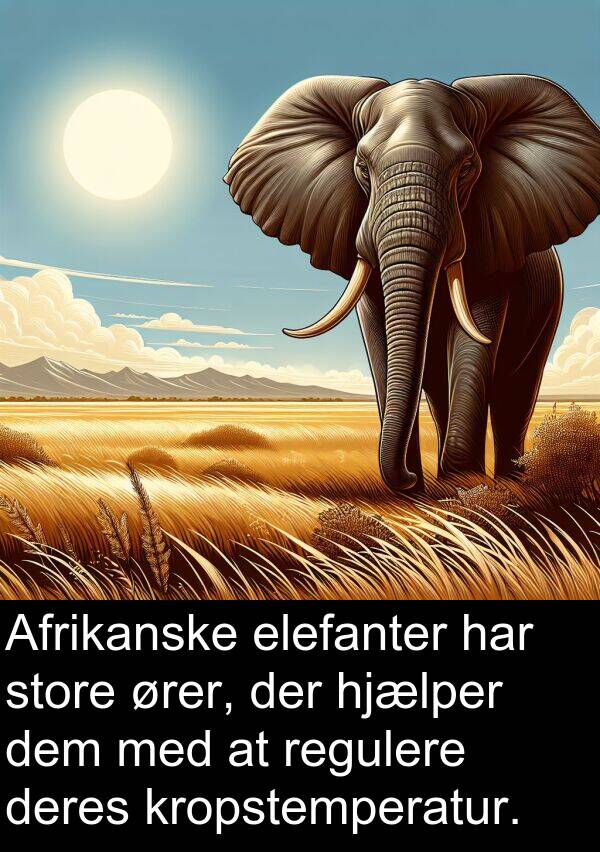kropstemperatur: Afrikanske elefanter har store ører, der hjælper dem med at regulere deres kropstemperatur.
