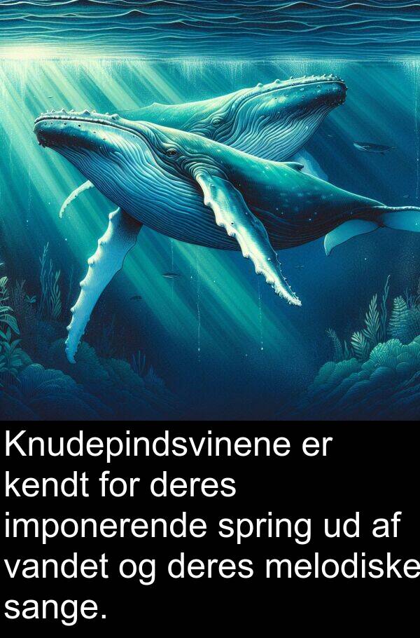 kendt: Knudepindsvinene er kendt for deres imponerende spring ud af vandet og deres melodiske sange.