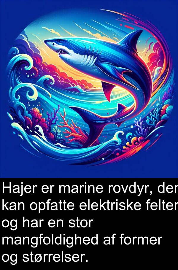 mangfoldighed: Hajer er marine rovdyr, der kan opfatte elektriske felter og har en stor mangfoldighed af former og størrelser.
