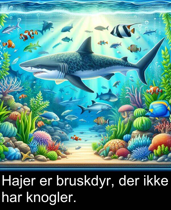 har: Hajer er bruskdyr, der ikke har knogler.