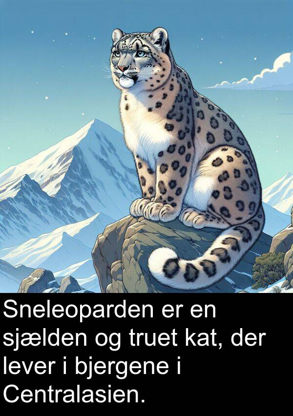 kat: Sneleoparden er en sjælden og truet kat, der lever i bjergene i Centralasien.