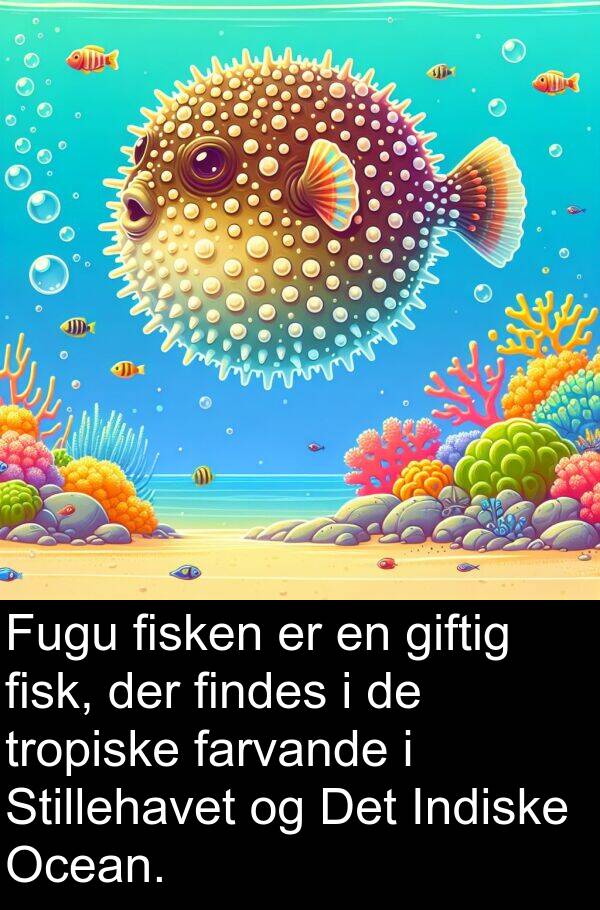 giftig: Fugu fisken er en giftig fisk, der findes i de tropiske farvande i Stillehavet og Det Indiske Ocean.