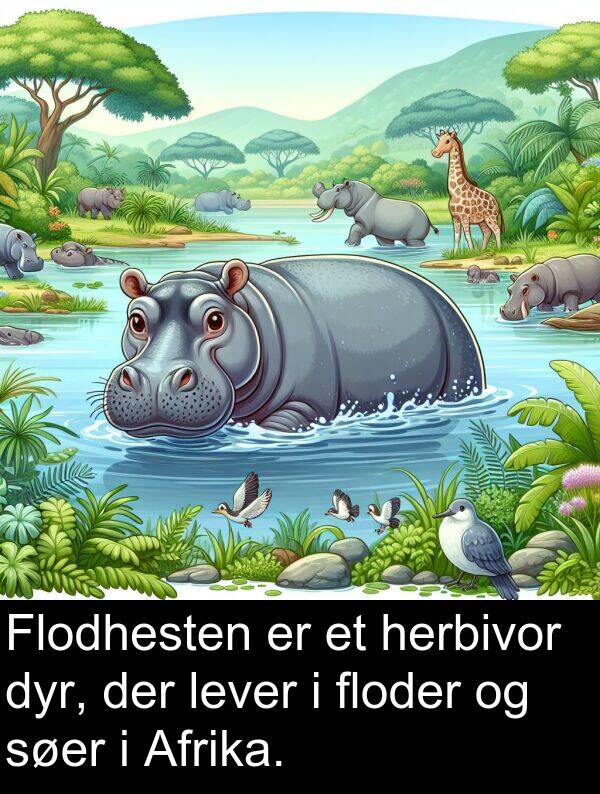 herbivor: Flodhesten er et herbivor dyr, der lever i floder og søer i Afrika.