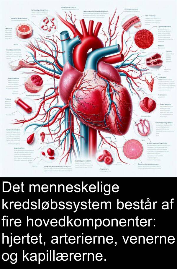 kredsløbssystem: Det menneskelige kredsløbssystem består af fire hovedkomponenter: hjertet, arterierne, venerne og kapillærerne.