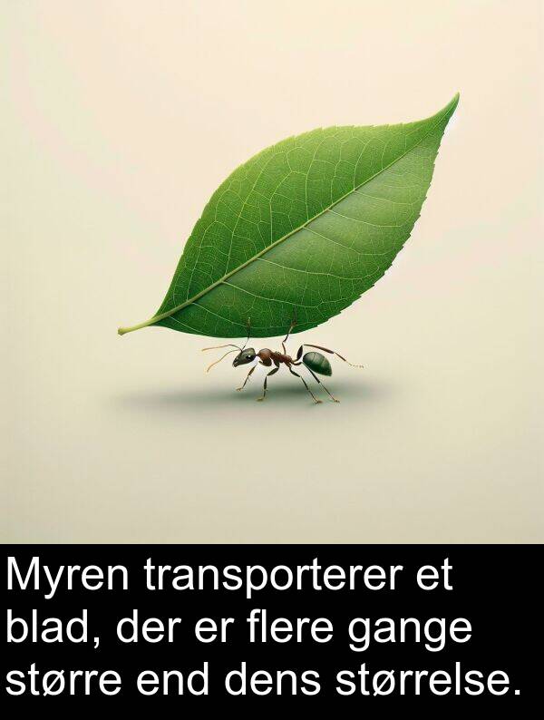 gange: Myren transporterer et blad, der er flere gange større end dens størrelse.