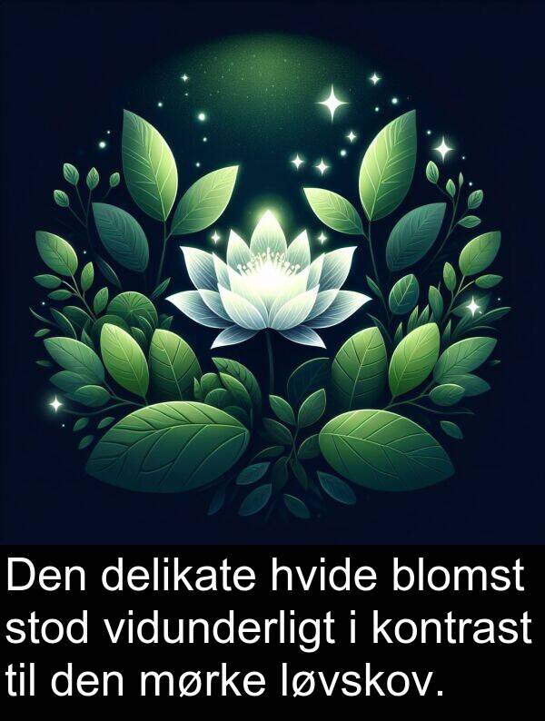 kontrast: Den delikate hvide blomst stod vidunderligt i kontrast til den mørke løvskov.
