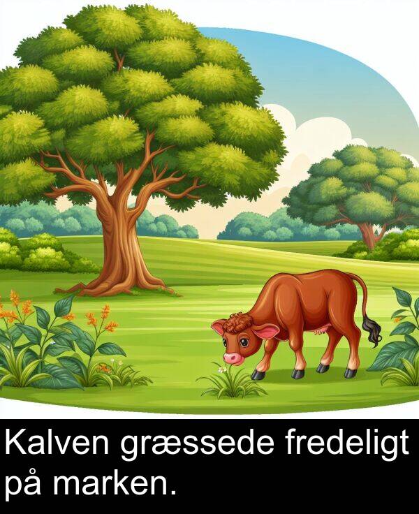 marken: Kalven græssede fredeligt på marken.
