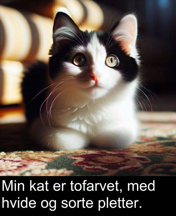 kat: Min kat er tofarvet, med hvide og sorte pletter.
