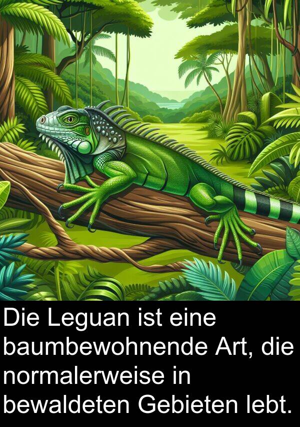 baumbewohnende: Die Leguan ist eine baumbewohnende Art, die normalerweise in bewaldeten Gebieten lebt.