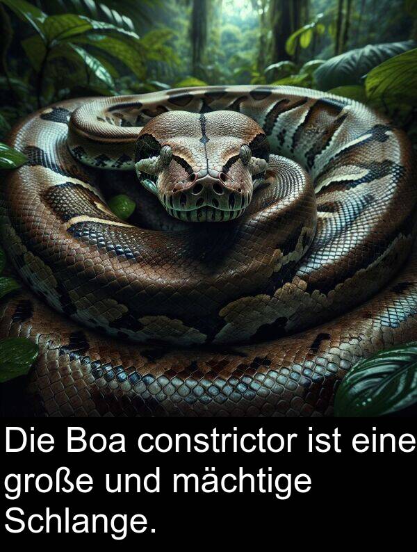 Boa: Die Boa constrictor ist eine große und mächtige Schlange.