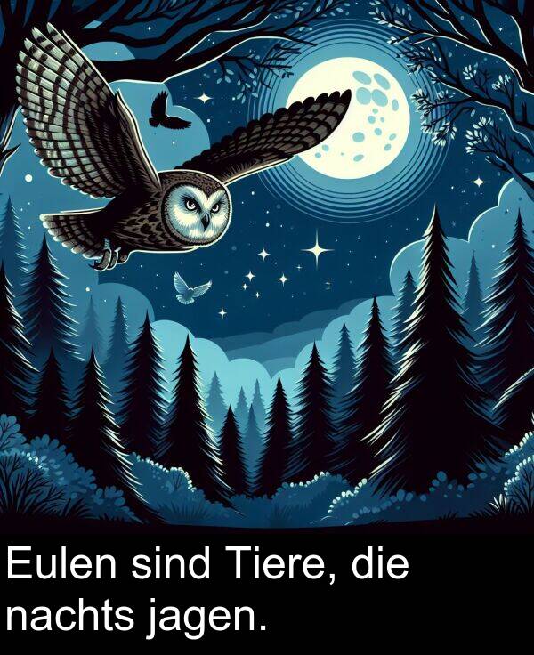 die: Eulen sind Tiere, die nachts jagen.