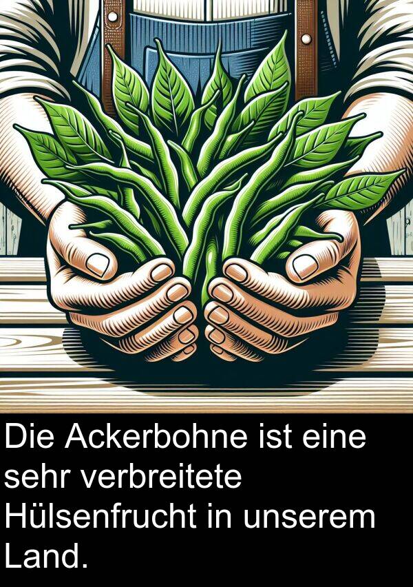 unserem: Die Ackerbohne ist eine sehr verbreitete Hülsenfrucht in unserem Land.