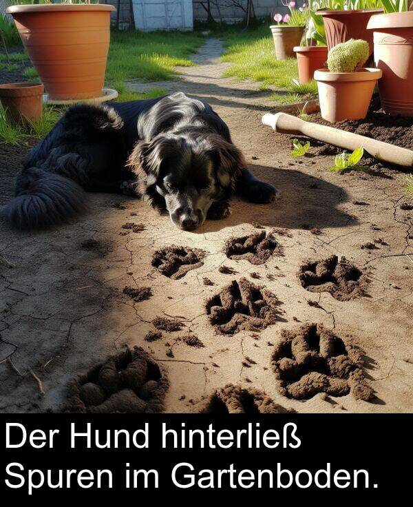 Gartenboden: Der Hund hinterließ Spuren im Gartenboden.