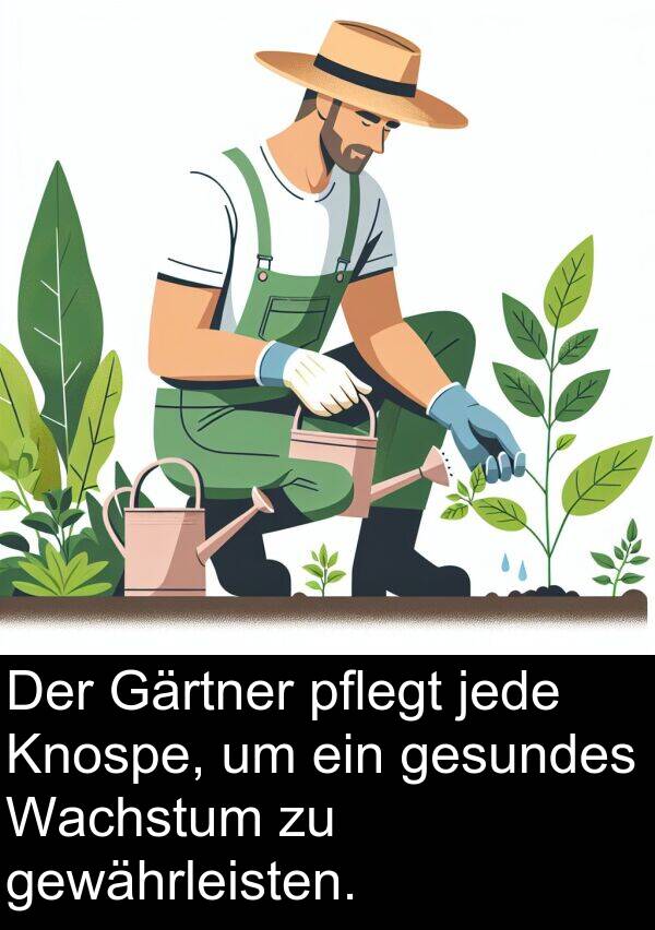Wachstum: Der Gärtner pflegt jede Knospe, um ein gesundes Wachstum zu gewährleisten.