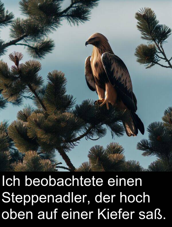 Steppenadler: Ich beobachtete einen Steppenadler, der hoch oben auf einer Kiefer saß.