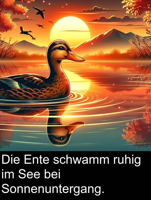ruhig: Die Ente schwamm ruhig im See bei Sonnenuntergang.