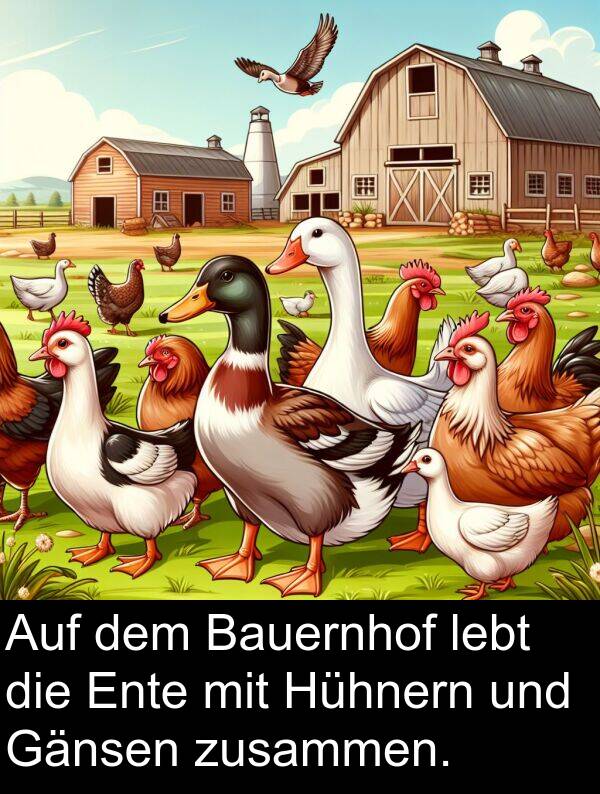 Hühnern: Auf dem Bauernhof lebt die Ente mit Hühnern und Gänsen zusammen.
