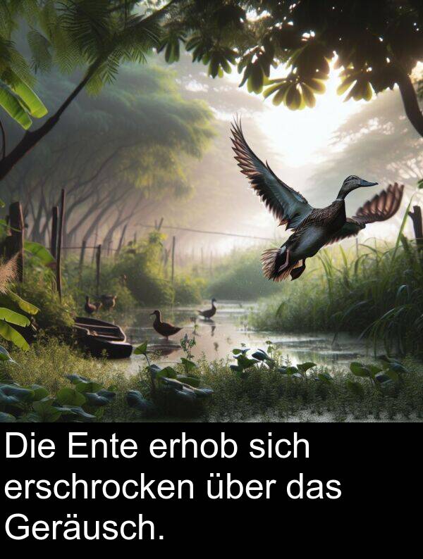 über: Die Ente erhob sich erschrocken über das Geräusch.