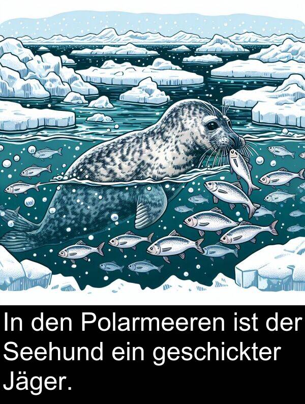 Polarmeeren: In den Polarmeeren ist der Seehund ein geschickter Jäger.