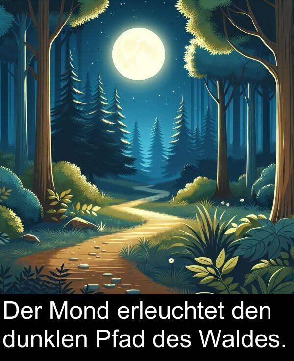 Waldes: Der Mond erleuchtet den dunklen Pfad des Waldes.