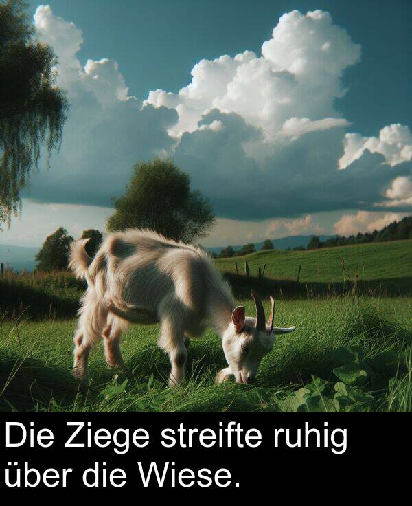 ruhig: Die Ziege streifte ruhig über die Wiese.