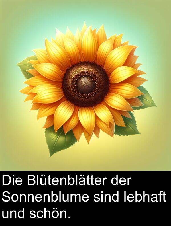 Sonnenblume: Die Blütenblätter der Sonnenblume sind lebhaft und schön.